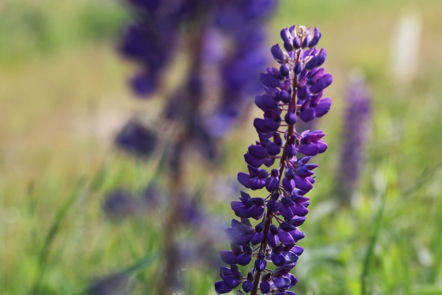purple hyacinth flower in a field